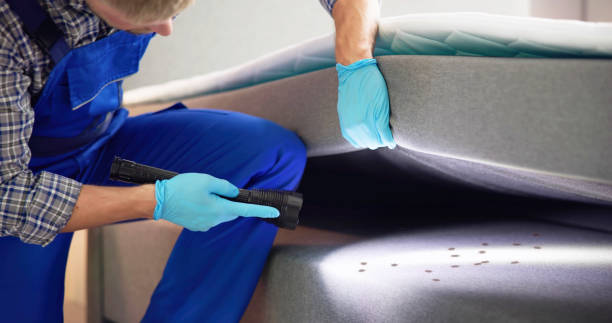 Wasp Removal Services in Jacksonville, OR