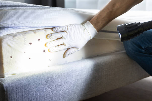Best Local Pest Control Services  in Jacksonville, OR