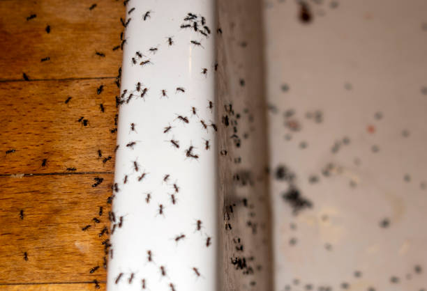 Best Spider Control Near Me  in Jacksonville, OR
