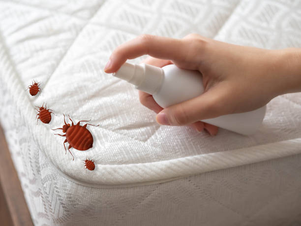 Best Spider Control Near Me  in Jacksonville, OR