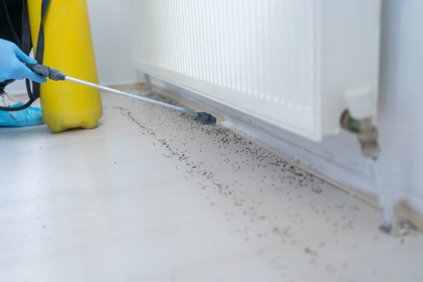 Best Pest Control Near Me in Jacksonville, OR